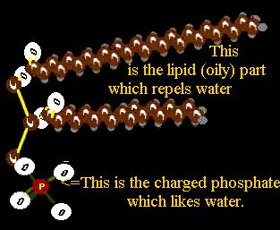 THE PLASMA MEMBRANE Phospholipids The head is polar, or slightly charged It is hydrophilic (likes water) The tail is nonpolar, or not charged It is hydrophobic (repels water)