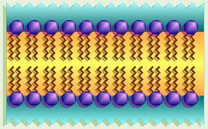 PLASMA MEMBRANE The plasma membrane is called a phospholipid bilayer Arranged in this manner, a barrier is created that is