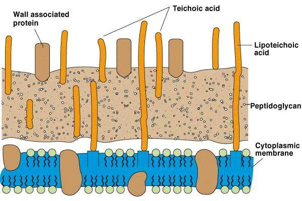 protection Plants, fungus, most bacteria The cell wall is