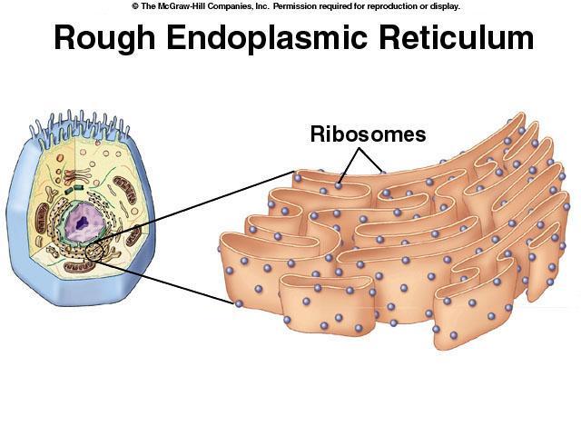 ORGANELLES The endoplasmic reticulum (ER) is arranged in a series of highly folded membranes suspended