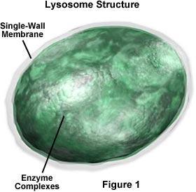 ORGANELLES Lysosomes are organelles that contain digestive enzymes Digest old organelles, food, viruses,