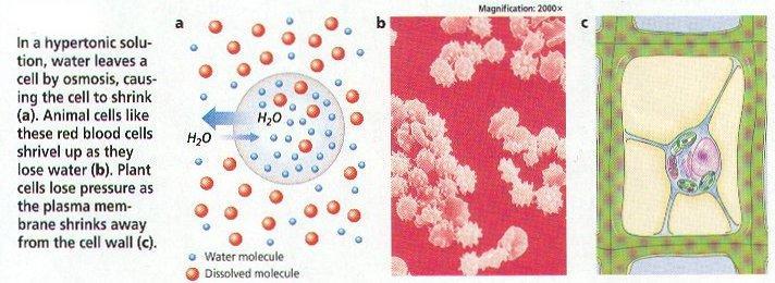 CELLS IN A HYPERTONIC SOLUTION Hypertonic solution - the concentration of dissolved substances outside the cell is higher than the