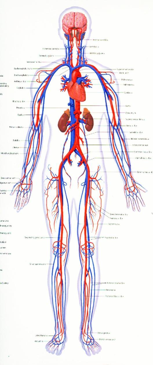 LEVELS OF ORGANIZATION IN LIFE Organ System a group of organs working together to perform a