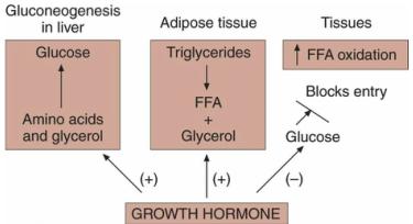 Growth Hormone (Permissive Manner) Effects: -Supports the action of cortisol Decreases glucose uptake by tissues Increases FFA mobilization Enhances gluconeogenesis in the liver Exercise Effect
