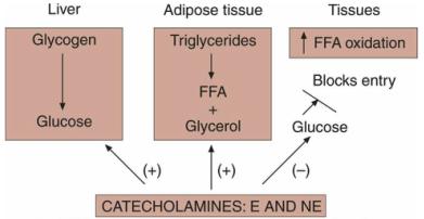 Maintain blood glucose during exercise Muscle glycogen mobilization Increasing liver glucose mobilization Increasing FFA mobilization Interfere with glucose uptake for cells 3.