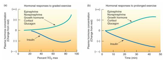 Summary of Hormonal Response During Exercise Hormones Increasing Glucose Metabolism 1. Glucagon (increases glycogenolysis and gluconeogenesis) 2. Epinephrine (increases glycogenolysis) 3.