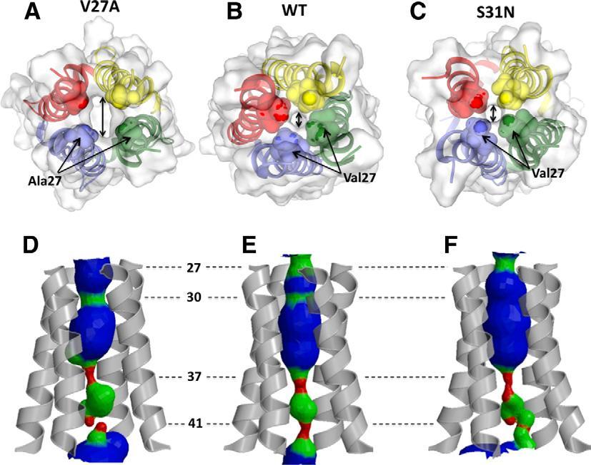 Comparative structures of wt and mutant M2 channels (NMR) [Pielak and Chou, 2010] Reduced drug affinity Drug binds externally Low amantadine affinity