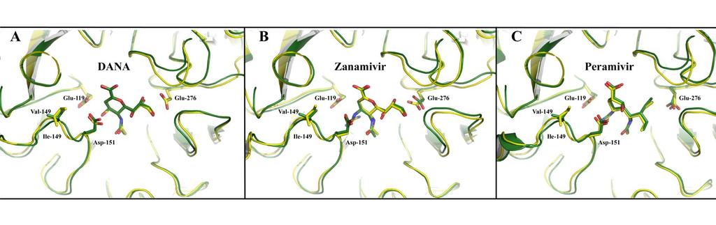 Interaction of the active moieties of inhibitors with NA Guanidino group binds to a pocket formed by acidic