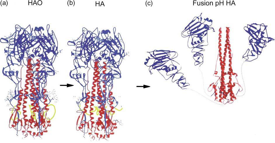 Activation of HA by proteolytic cleavage and membrane fusion at low ph ph ~5 Site of cleavage Low ph