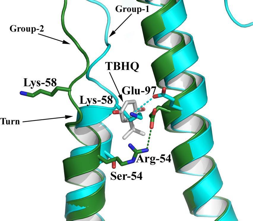 Binding of TBHQ in the crystal structure of X-31 H3 HA Russell et al 2008 Structural differences explain the