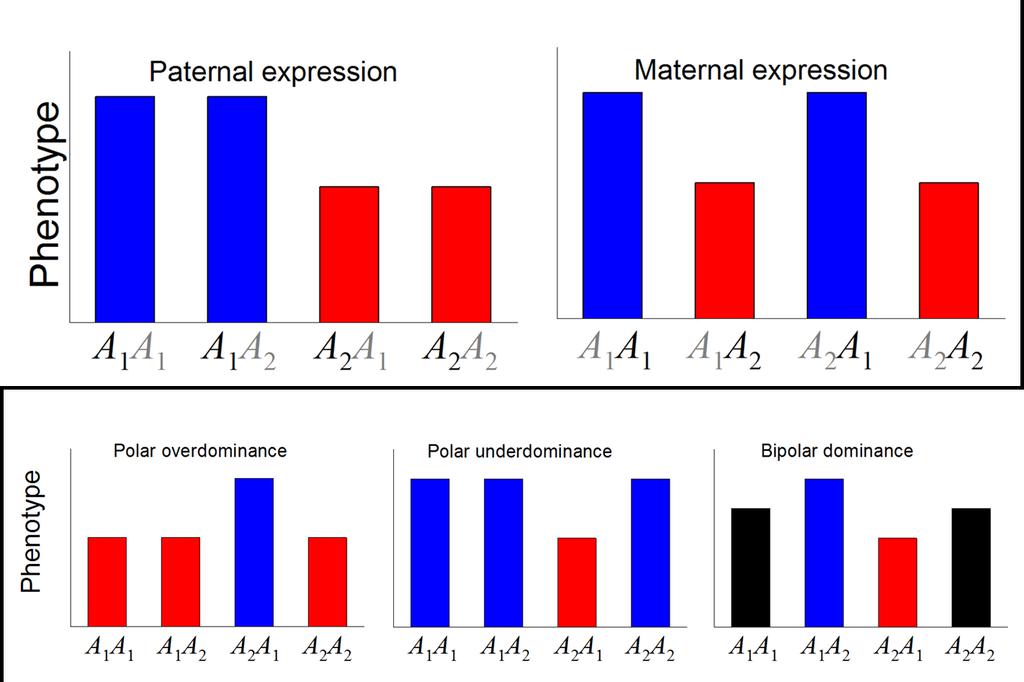 to show a pattern of polar underdominance where one of the heterozygotes has a smaller phenotypic value than the other genotypes (see figure).
