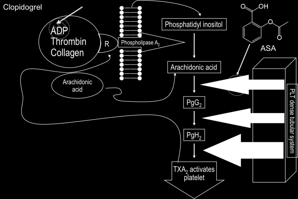 Arachidonic acid is released from membrane phospholipids and is converted by COX1 at the Tyr365 active site to prostaglandins G2, then H2, and finally to the platelet activating molecule, thromboxane