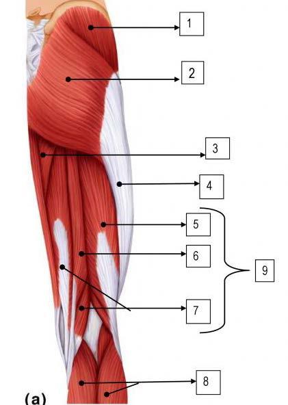Biceps Femoris #13. Patella #8. Gastrocnemius PP9. Major Muscle of the Legs 1. Which of the four quadriceps crosses 2 joints? a. Rectus Femoris b.