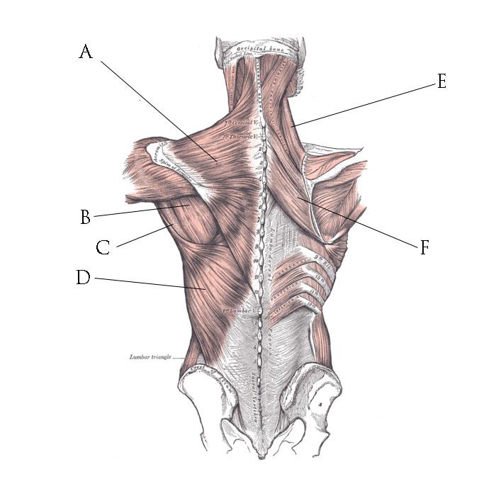b. False 25. Which muscle do the Rhomboids lie deep to? a. Latissimus Dorsi b. Serratus Anterior c. Trapezius d. Pectoralis Major 26. Which of the following is not an action of the Rhomboids? a. Scapular retraction b.