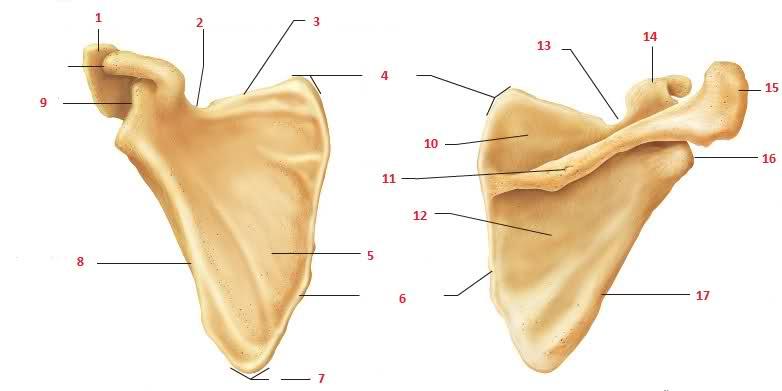 c. Teres Minor d. Subscapularis 8. Identify the following landmarks from the picture below. #4. Superior Angle #12. Infraspinatus fossa #5. Subscapular fossa #14. Coracoid process #6.