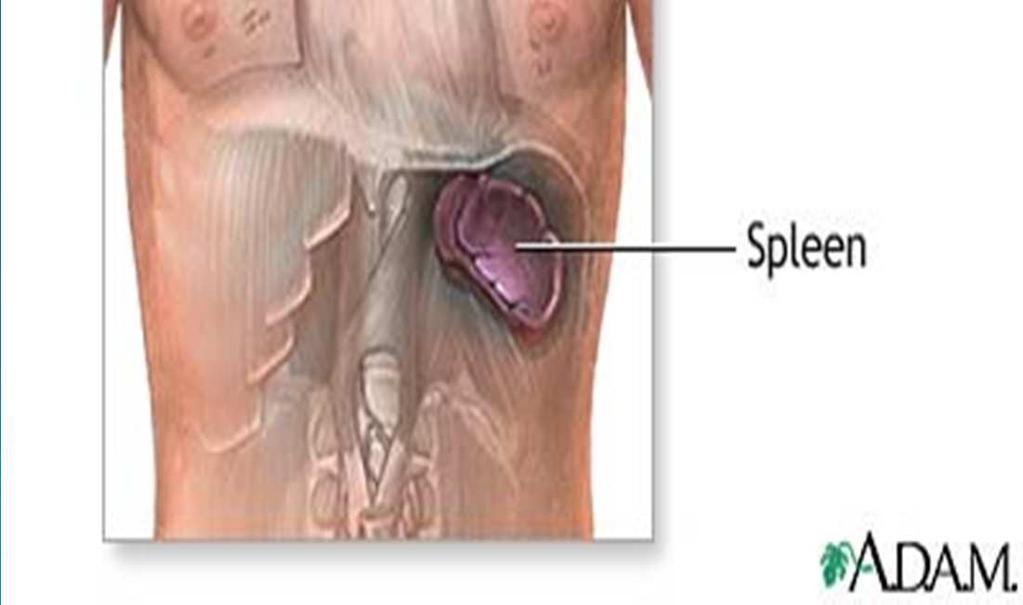 Spleen - Produce lymphocytes and monocytes - Filter blood - Blood reservoir stores large amounts of RBC, contracts