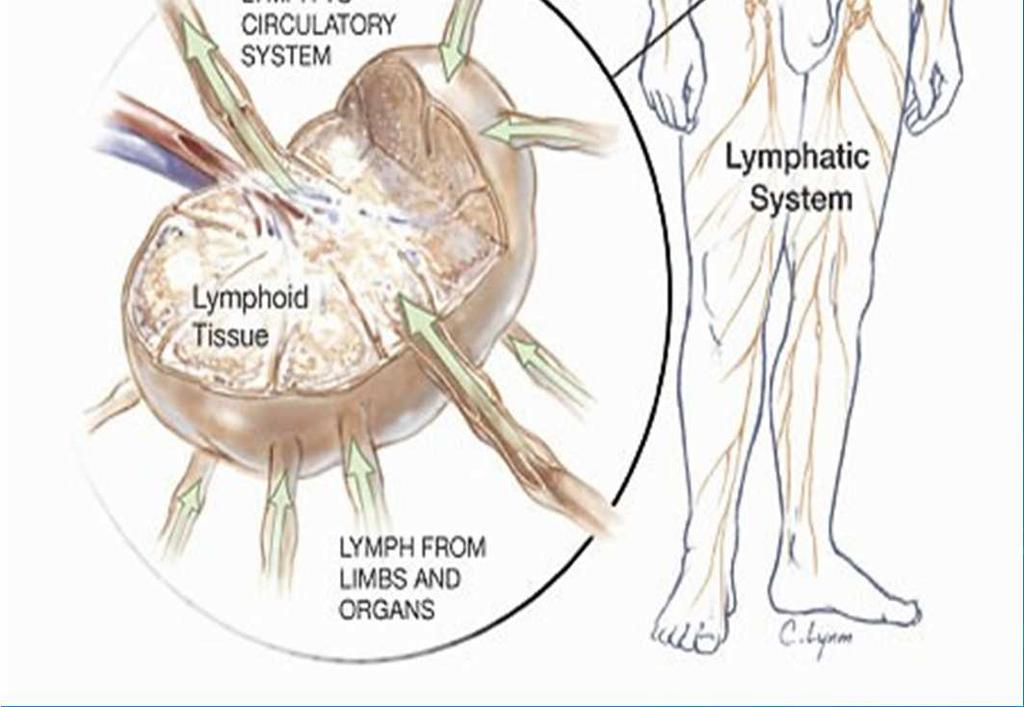 Lymph vessels - Closely parallel veins - Located in almost all tissues and organs that have blood