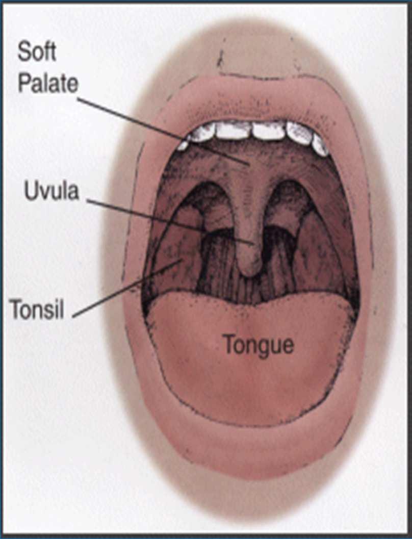 Tonsils -masses of lymphatic tissue that produce lymphocytes - Get smaller as