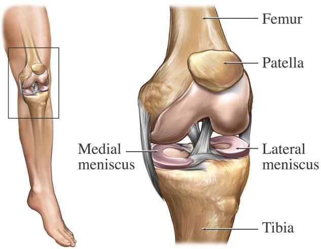 Explanation of Diagnosis and Procedure The knee is the largest joint in the body. Normal knee function is required to perform most everyday activities.