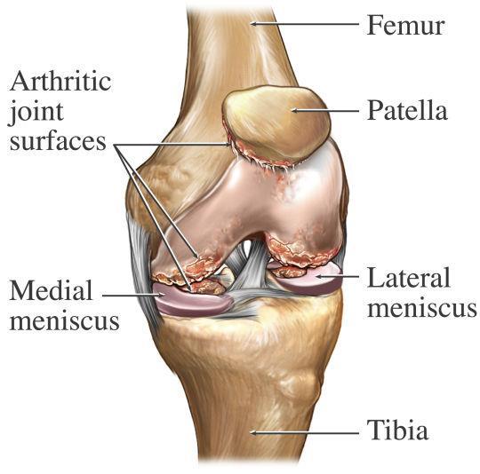 Large ligaments attach to the femur and tibia to provide stability. The long thigh muscles give the knee strength.