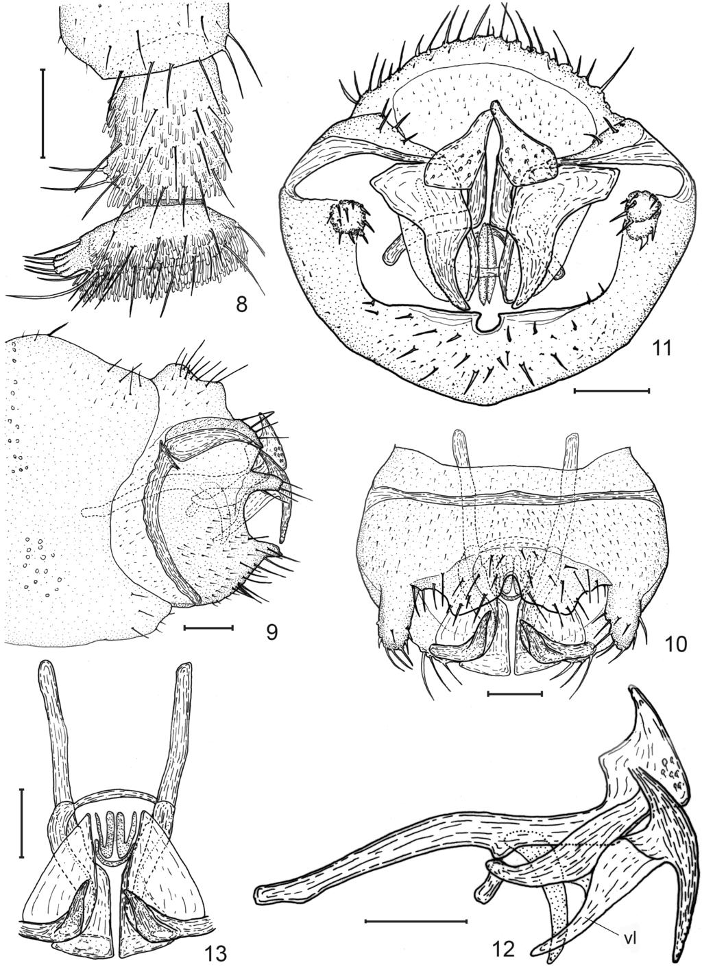 NEW CONIOPTERYGIDAE SPECIES (NEUROPTERA) FROM MADAGASCAR 141 Figs 8 13. Coniopteryx (C.) evellana sp. n.