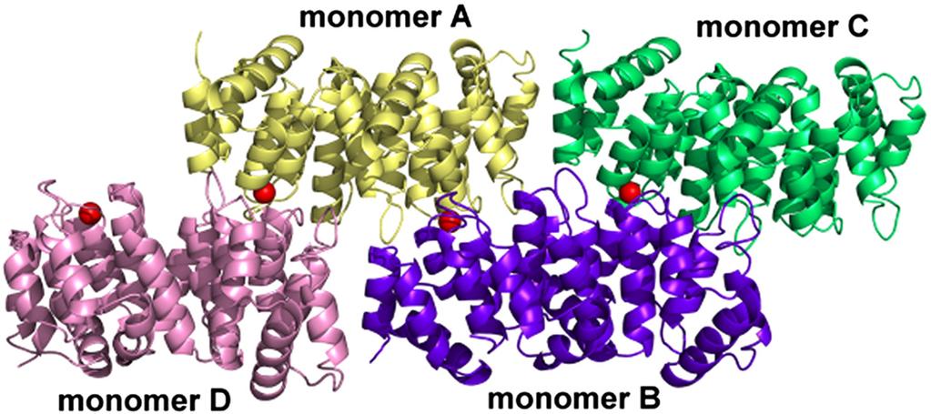 Crystal Structures of Alpha-11 Giardin 503 Figure 8. Arrangement of the four monomers in the asymmetric unit of Ca 2+ -bound alpha-11 giardin.