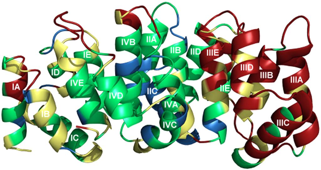 Crystal Structures of Alpha-11 Giardin 501 Figure 6. Alpha-11 giardin colored according to its r.m.s.d. from annexin A4, the non-giardin annexin with the highest homology.