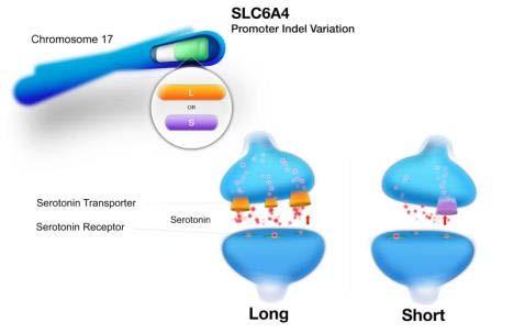 The Serotonin Transporter The SLC6A4 promoter has two main variants: short (S) and long (L) The two