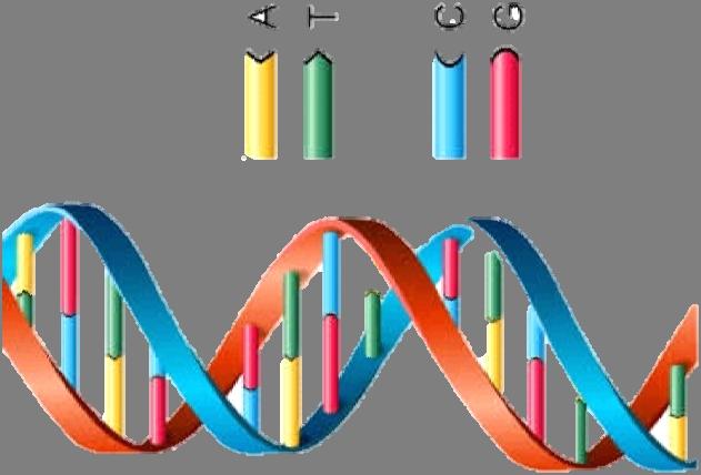 DNA Four nucleotide base molecules (A, G, T,