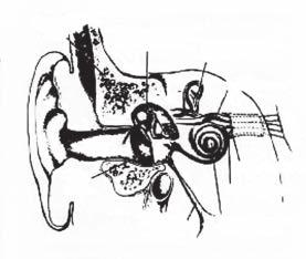 Brain Mastoid Bone Three Ear Bones (in middle ear) Balance Canals (in inner ear) Facial Nerve Ear Drum Balance Nerve Hearing Nerve Eustachian Tube Hearing Canal (in inner ear) ceptions, cochlear