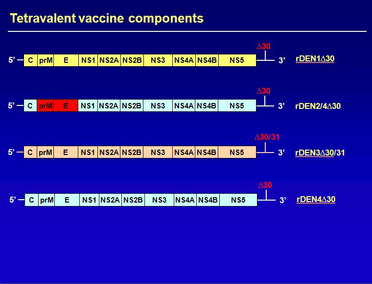 As the monovalent vaccine candidates were demonstrated to be safe and immunogenic in humans they were admixture as a