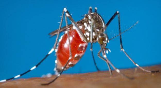 Dengue Clinical Manifestations Each serotype is capable of causing Asymptomatic disease Dengue fever Severe disease characterized by hemorrhagic and/or shock syndrome