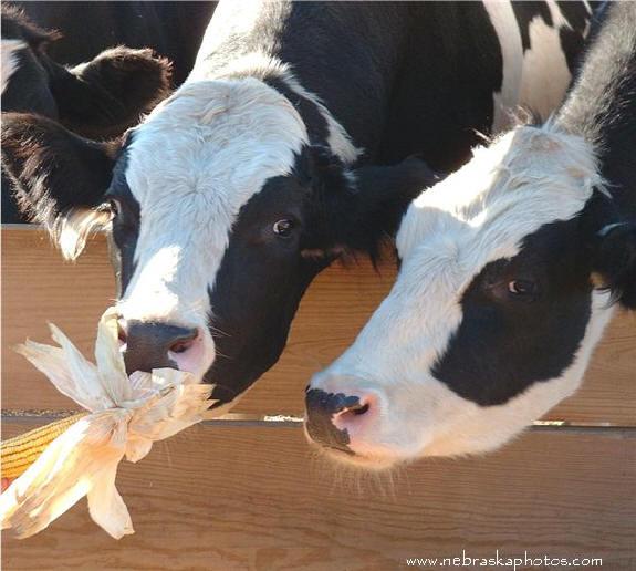 8 million Holstein cows are descendents of 37 individuals!