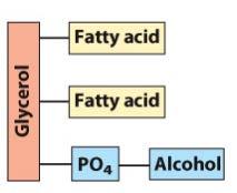 ph. Two fatty acids form ester linkages with the first and second hydroxyl groups of L- glycerol-3-phosphate.