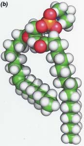 Lipids: Membrane Lipids Examples of Glycerophospholipids O P O 1-Stearoyl-2-linoleoyl-phosphatidyl-choline