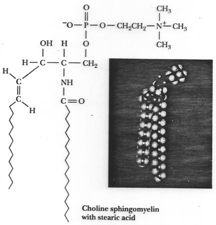 Lipids: Membrane Lipids Examples of Sphingophospholipids Sphingosine (C18) Ceramide Sphingomyelin Choline Sphingomyelin The backbone of sphingolipids is NOT glycerol.