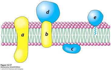 Lipids: Membranes Models for Membrane Structure TESTING OLD MODEL: DATA 1) & 2) Wash isolated