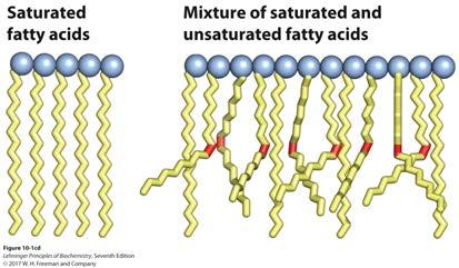 extensive favorable interactions What kind of interaction? Unsaturated cis fatty acids pack less orderly due to the kink. less-extensive favorable interactions.