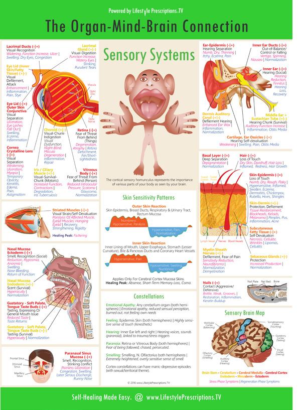 Circulatory & Respiratory Organ Tissue System 13. Inspirational Chart 7.