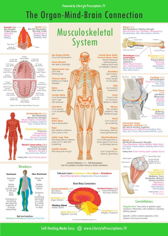 Organ Systems Posters in A3 Large Format plus Lifestyle Prescriptions pad.