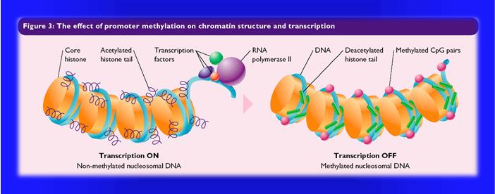 polymerase transcribes - mrnas - non coding