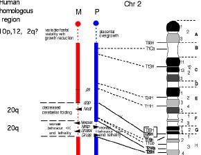 Genomic imprinting Male and female genome in gametes have to be considered equivalents (same genes, exception for sex chromosomes). Gene are usually expressed from both the alleles.