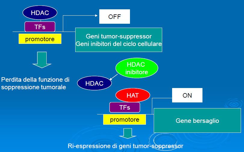 Epigenetic therapies Epigenetic therapies HDAC inhibitors: a new anti-cancer therapy promoter Loss of function of tumour suppressor genes Tumour suppressor