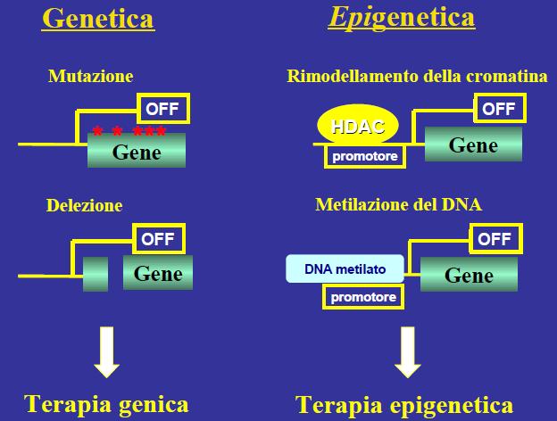 DNA methylation There are different levels of regulation: DNA methylation Genomic imprinting Histone modifications Methylated DNA promoter Epigenetic alteration