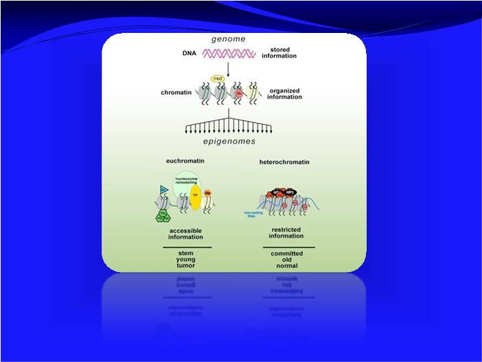 Role of chromatin Mechanisms of action of epigenetics Epigenetics