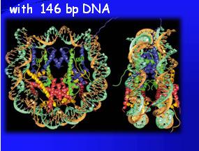 epigenetics Octamer core in association with 146 bp DNA Histone