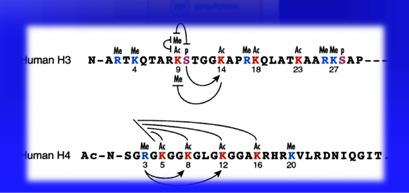 factors recruitment transcriptionally active DNA Repressors and activators can direct histone