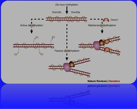 X chromosome inactivation Genomic imprinting Mutagenesis e carcinogenesis DNA methylation and gene silencing Methylation phases