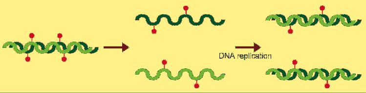 Maintenance methylation DNA methylation inhibitors DNMT1 5-azacytidine 2-deoxy-5-azacytidine sirna (Dnmt1, 3a,3b)