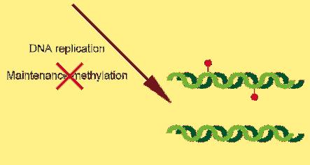 DNA methylation analysis Methylation sensitive restriction endonuclease digestion Methylation sensitive restriction